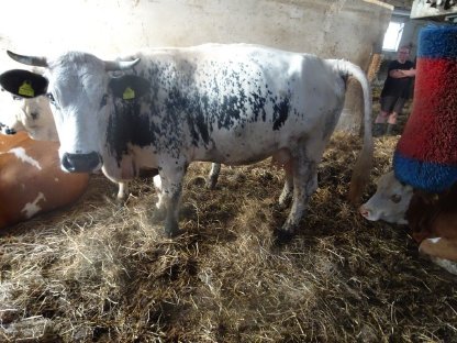 Bild 6:Pustertaler Sprinzen BIO - PSR-Kühe mit Kalb