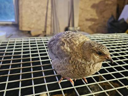 Bild 5:Wachteleier und Bruteier