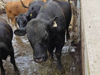 Bild 2:Bio Angus Stier