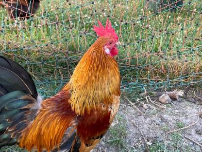 Bild 2:Reinrassige Australorp Bruteier, Hähne und Hennen