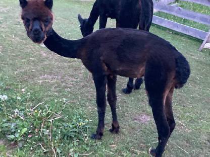 Bild 3:Alpaka Junghengst