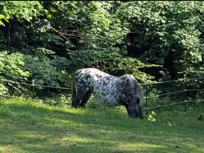Bild 7:Noriker Stute und Jährling zu verkaufen