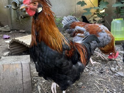 Bild 9:Reinrassige Bio-Junghähne