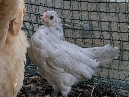 Lavender Araucana Hahn