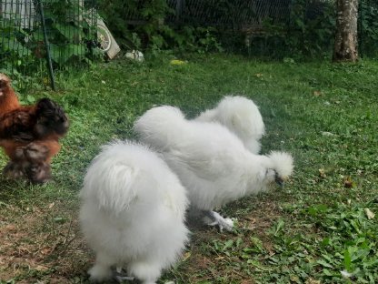 Bild 2:Seidenhähne 2 Stk., namens Krähgor und Hahnfred