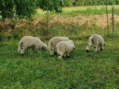 Bild 6:Walliser Schwarznasen 4 Jungböcke