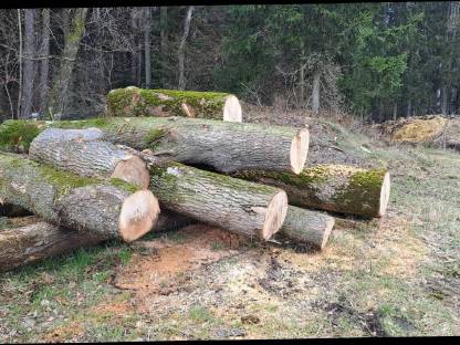 Bild 4:Eschenstämme