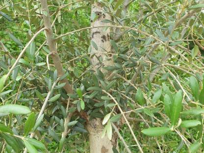 Bild 8:XXL Olivenbaum Olea Europaea – Für unvergleichliches Flair