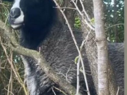 Bild 4:Verkaufen Waldschafe