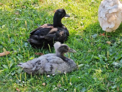 Enten, Laufenten, Haubenenten, Küken