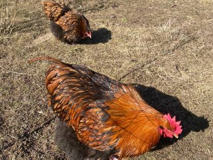 Bild 9:Orpington Bruteier