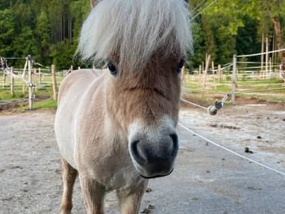 Mini Shetty Hengst Maverick