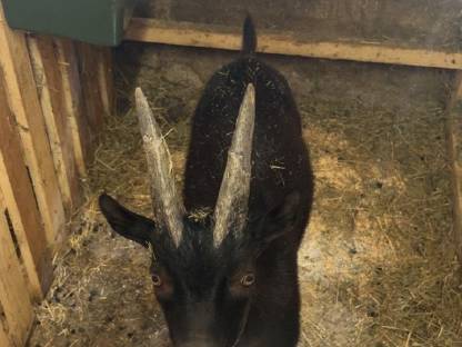 Bild 3:Aosta Bockkitz