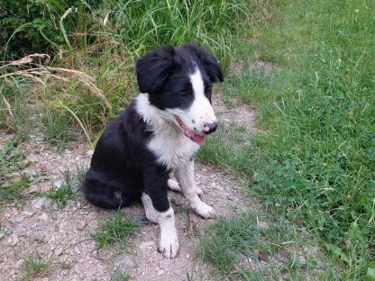 Border Collie Welpen Männchen