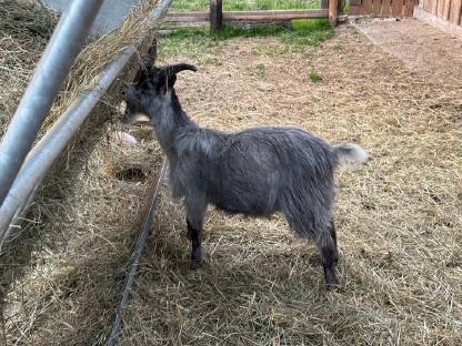 Bild 4:Blobe Ziegenböcke