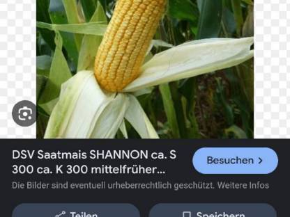 Suche 2 ha BIO Silomais