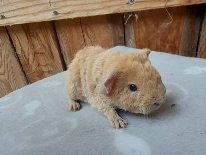 Bild 5:Meerschweinchen, Zwergkaninchen und Deutsche Widder