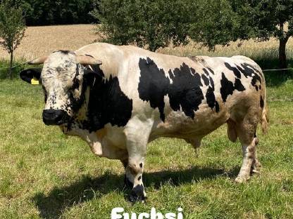 Bild 9:Pustertaler Sprinzen Stiere