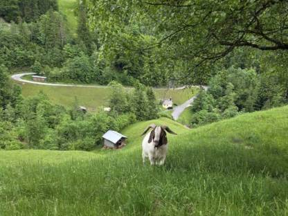 Burenbock