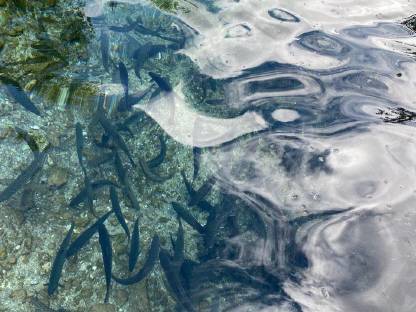 Bild 6:Saibling, Setzlinge, Elsässer Saibling, Besatzfische