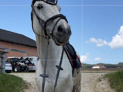 Lehrmeister sucht für immer Zuhause
