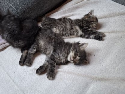 Deutsche Langhaar Baby Katzen
