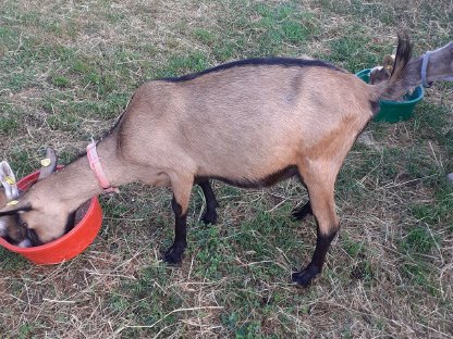 GGZ mit oder ohne Bockkitz