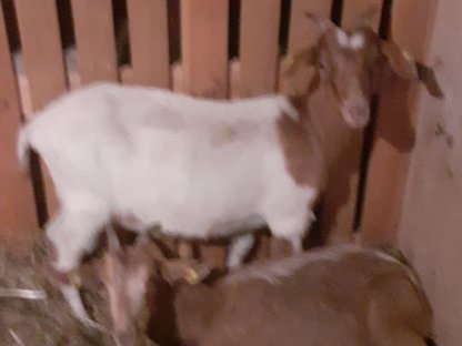 Bild 5:Junge Burenziegen und Mischlinge