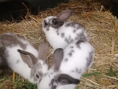 Bild 2:Zwergkaninchen Tirol