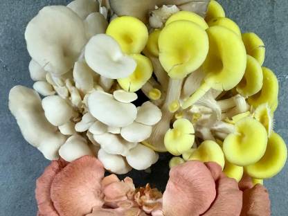 Bild 6:Neue Chancen für Ihren Betrieb: Pilzzucht