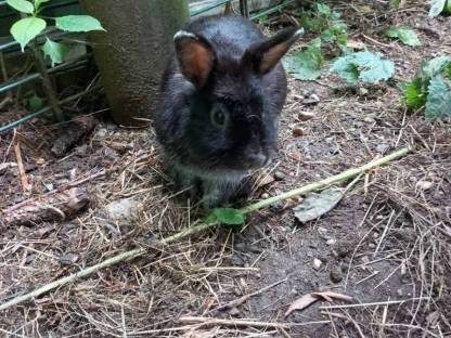 Zwergkaninchen