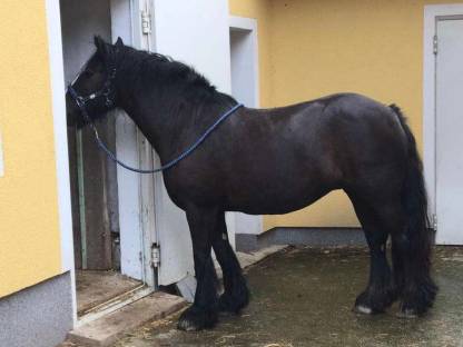 Bild 5:Einstellplatz im Offenstall