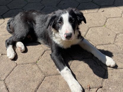 Bild 2:Border Collie Welpen Männchen