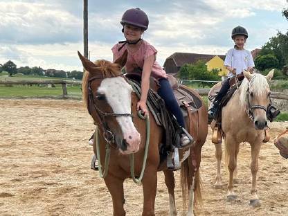 Mehrere Pferde wegen Reitschulaufgabe
