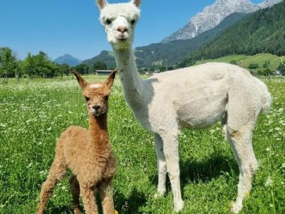 Bild 5:Trächtige Stuten mit Fohlen bei Fuß