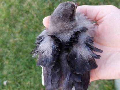 Strupphuhn/Maransküken