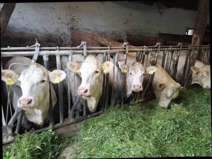 Bild 3:Charolais Kalbinen und Stier