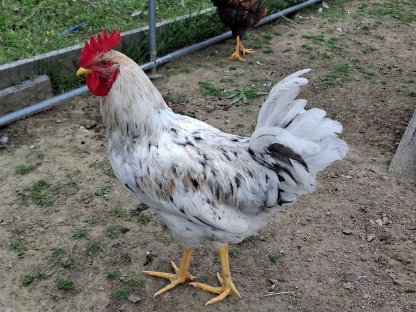 Bild 6:Geflügel: Laufenten und Hähne