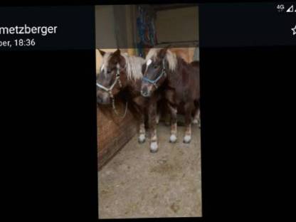 Bild 3:Hengst Wallach