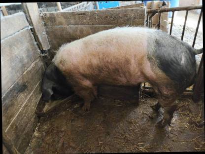 Schwein