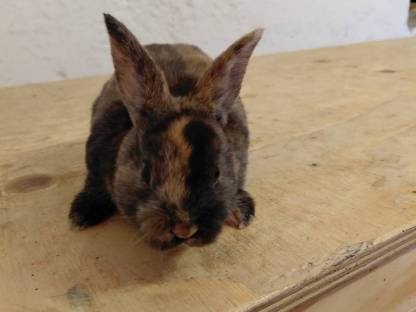 Bild 3:Mini Rex Hasen