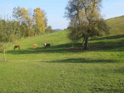 Bild 4:Einstellplatz im Offenstall