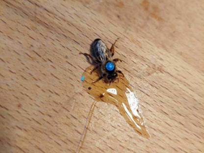 Bienenköniginnen Bio F1 Carnica