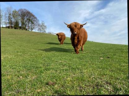 Bild 4:Hochlandrinder Kalbinnen