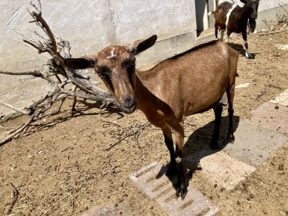 Bild 4:Mehrere Ziegen zu verkaufen