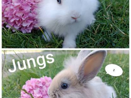 Zwergkaninchen