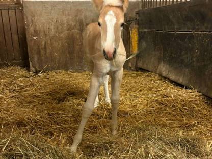 Bild 4:Ausdrucksstarkes Stutfohlen