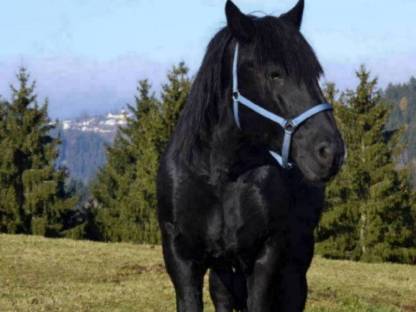 Bild 5:Zollner Schaunitz XVI Noriker Deckhengst