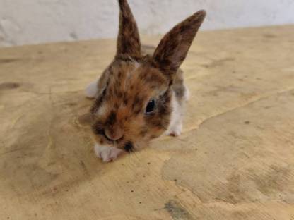 Bild 2:Mini Rex Hasen