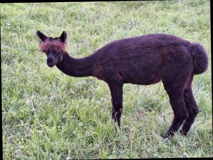 Bild 8:Alpaka Jungstuten